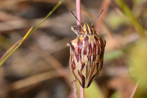 Odontotarsus purpureolineatus