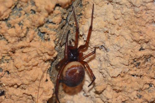 Réf. 162 159 : Steatoda nobilis