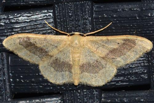 Réf. 162 174 : Idaea aversata