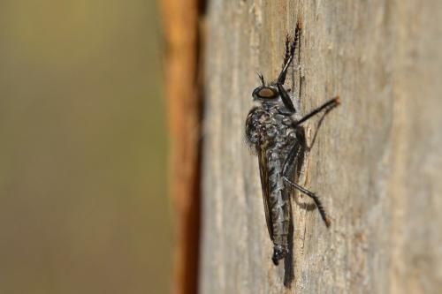 Asilinae