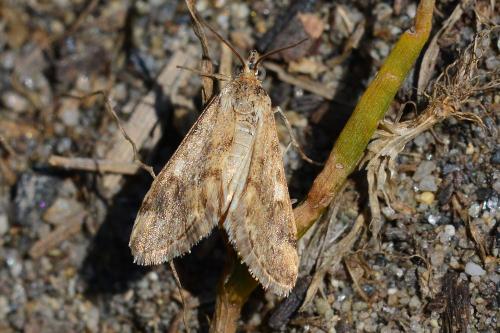 Réf. 162 355 : Pyrausta despicata