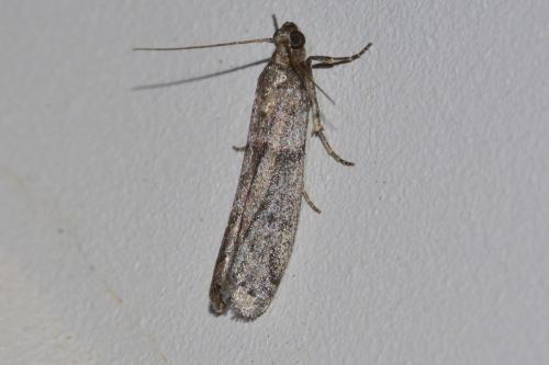 Réf. 162 295 : Phycitinae inconnu