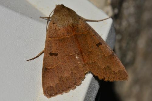 Minucia lunaris