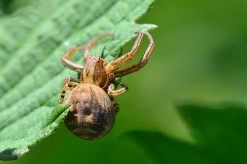 Xysticus sp.