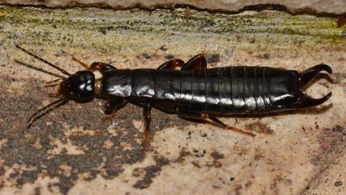 Euborellia moesta