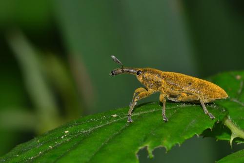 Réf. 162 069 : Lixus pulverulentus