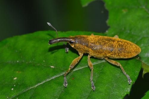 Réf. 162 088 : Lixus pulverulentus