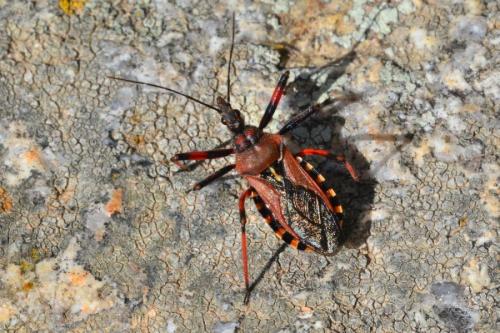 Réf. 162 498 : Rhynocoris erythropus