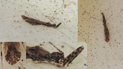 Empicoris sp.
