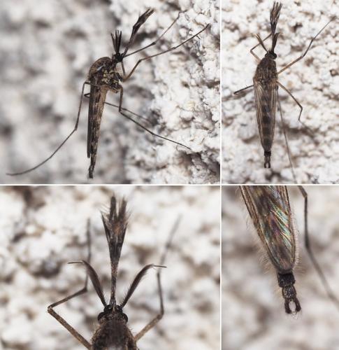 Ochlerotatus sp.
