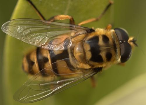 Réf. 162 064 : Myathropa florea