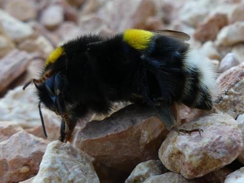 Bombus sp.