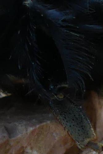 Bombus sp.