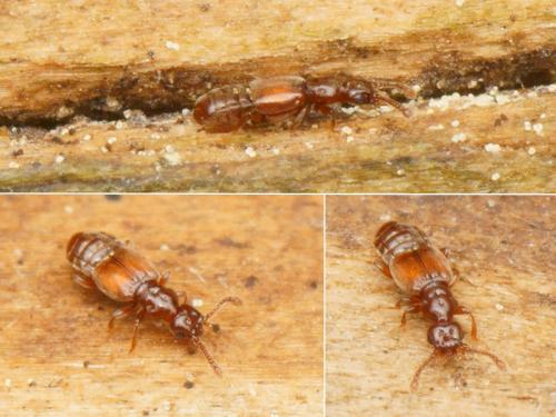 Euplectus linderi