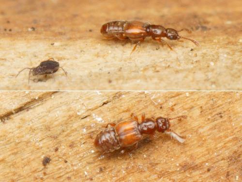 Euplectus linderi