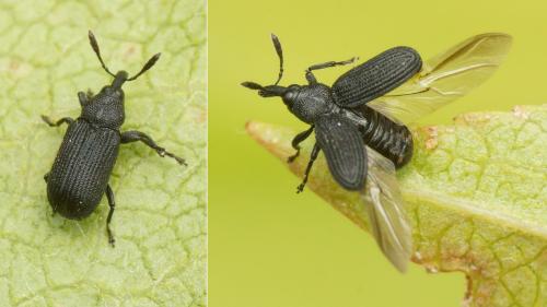 Magdalis cerasi