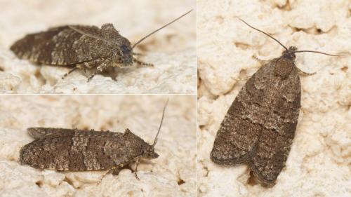 Réf. 162 996 : Cnephasia ecullyana