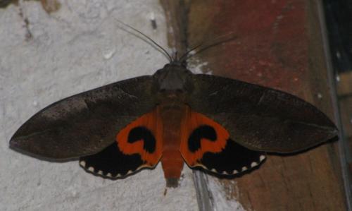Réf. 162 701 : Eudocima phalonia