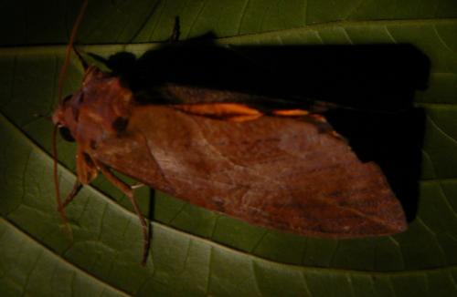 Réf. 162 696 : Eudocima phalonia