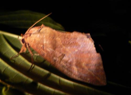 Réf. 162 697 : Eudocima phalonia