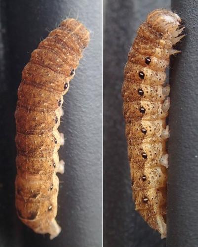 Réf. 162 078 : Noctua fimbriata