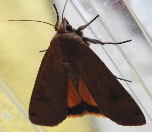 Noctua pronuba