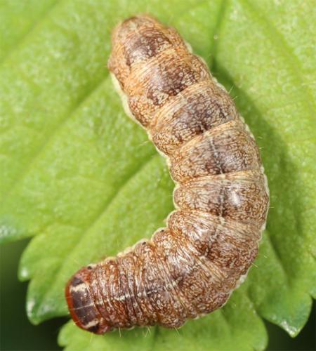 Xanthia gilvago