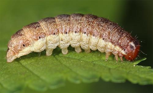 Réf. 162 698 : Xanthia gilvago