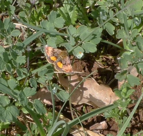 Panemeria tenebrata