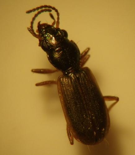 Réf. 162 298 : Cillenus lateralis