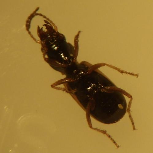 Cillenus lateralis