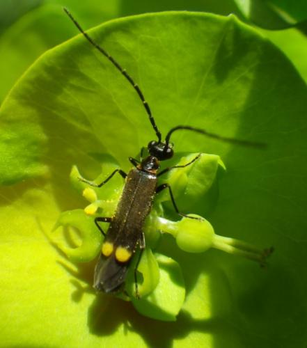 Réf. 162 113 : Malthodes sp.