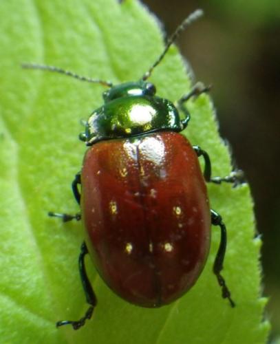 Réf. 162 026 : Chrysolina polita