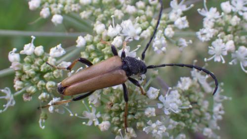 Stictoleptura rubra