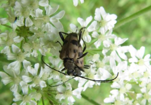 Réf. 162 371 : Pachytodes cerambyciformis