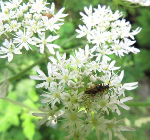 Réf. 162 567 : Alosterna tabacicolor