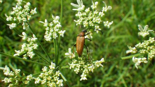 Stictoleptura rubra