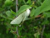 Diaphora mendica