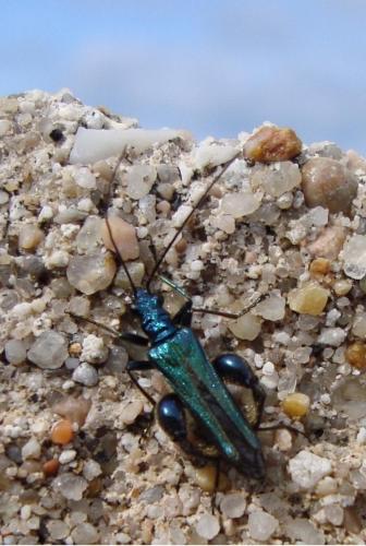 Oedemera nobilis