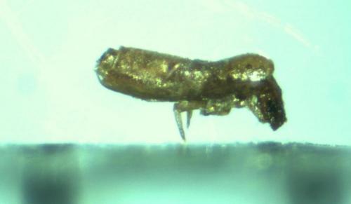 Lepidocyrtus sp.