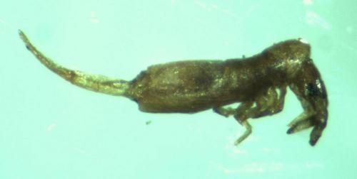 Lepidocyrtus sp.
