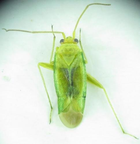 Réf. 162 023 : Orthotylus flavosparsus