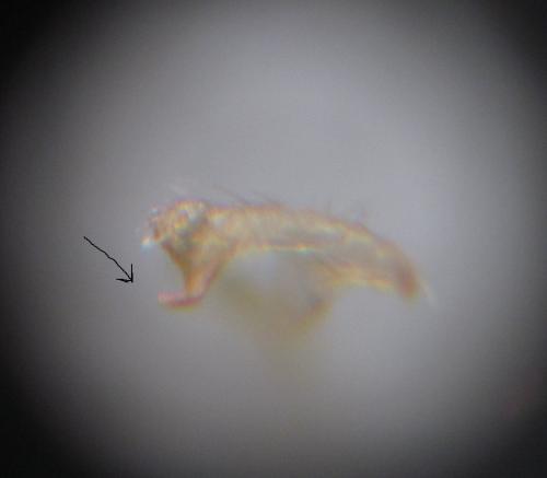Réf. 162 024 : Orthotylus flavosparsus