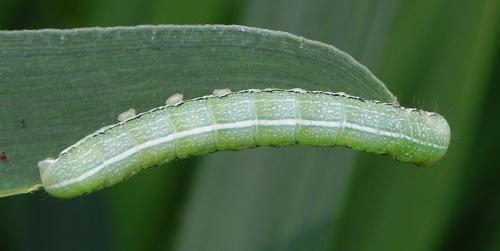 Réf. 162 851 : Orthosia incerta