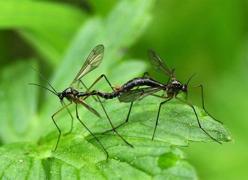 Ptychoptera minuta