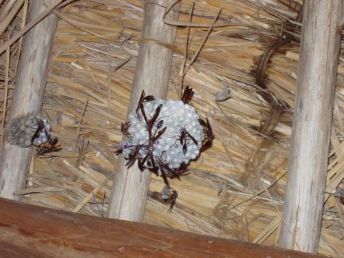 Belonogaster sp.