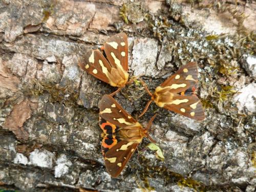 Réf. 162 688 : Hyphoraia testudinaria