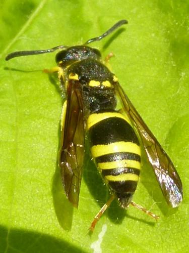 Ancistrocerus sp.