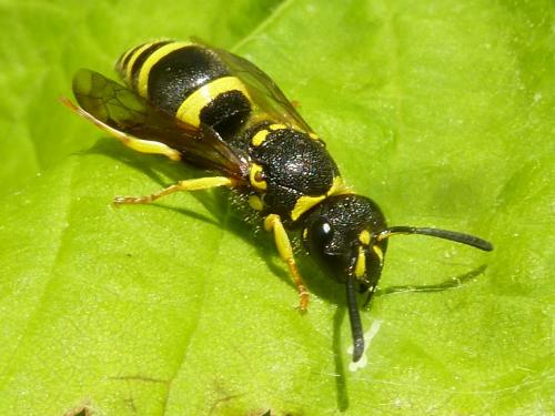 Ancistrocerus sp.