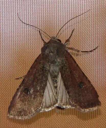 Réf. 162 978 : Peridroma saucia